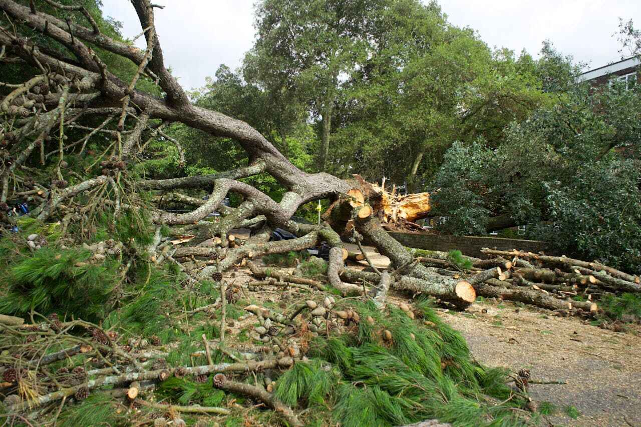 Tree Root Removal in Paxtang, PA